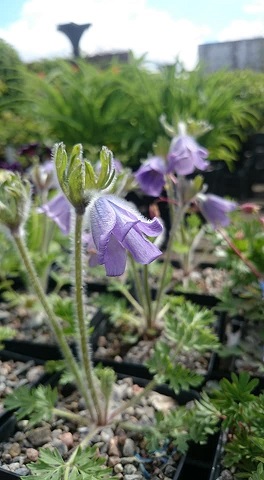 Pulsatilla campanella - 8cm pot 